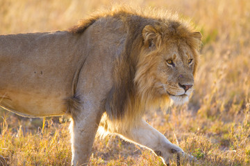 Leone nel parco del Serengeti nella savana