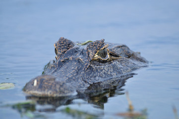 Obraz premium yacare cayman