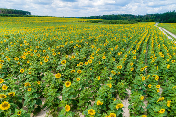 Fototapeta na wymiar Beautiful sunflower field, aerial view