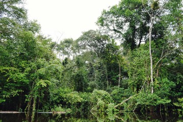flooded rainforest jungle during the rainy season with beautiful reflection