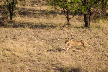 Fototapeta na wymiar Leonessa in caccia nella savana africana
