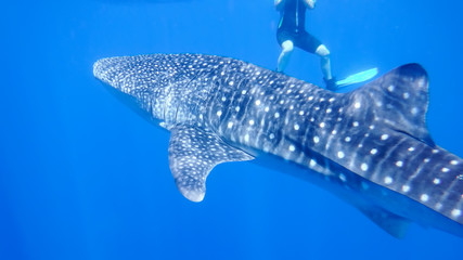 whale shark near the snorkel near the surface in the open sea, against the background of sea water, the Red Sea, Ras Mohamed, Egypt