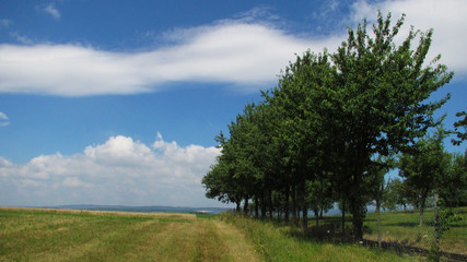 Field with trees in a row by jziprian