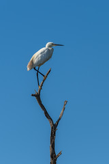 White egret perched on a tree
