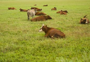 A herd of cows resting on the green grass