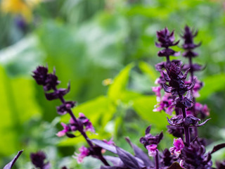 The purple basil grows in the garden. Fresh basil and blossom.