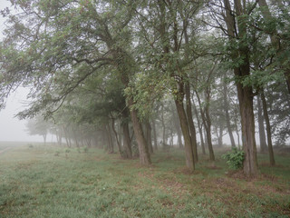 Fototapeta premium Foggy forest