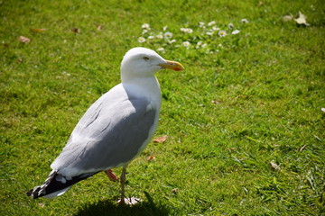 Möve