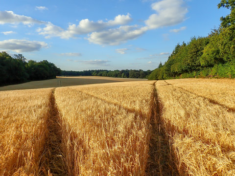 Golden wheat field, Chenies, Buckinghamshire