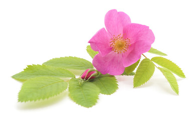 Pink rose with petals.