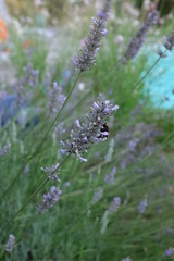 Bourdon sur de la lavande