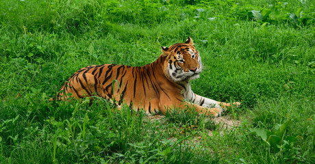 One tiger (Panthera tigris) resting in the green grass