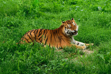 One tiger (Panthera tigris) resting in the green grass and showing fangs