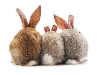 Three rabbit back.
