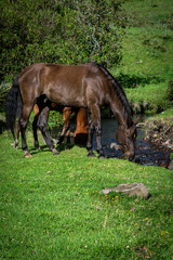 Obraz premium Horse drinking