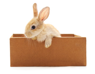 Red bunny in box.