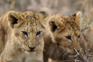 Fototapeta na wymiar Cuccioli di leone leoncini nel parco nazionale del Serengeti in Tanzania