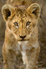 Cuccioli di leone leoncini nel parco nazionale del Serengeti in Tanzania