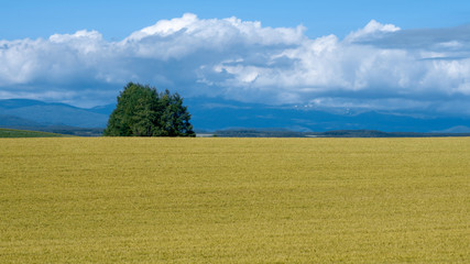 Golden rice field with a gourp of green pine trees under blue cloudy sky in Biei