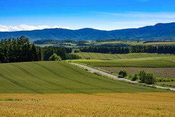 Fototapeta na wymiar Rice fields in Biei at Panoramic road view , Hokkaido, Japan