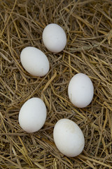 Duck eggs on the nest