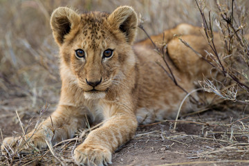 Cuccioli di leone leoncini nel parco nazionale del Serengeti in Tanzania - 216239904