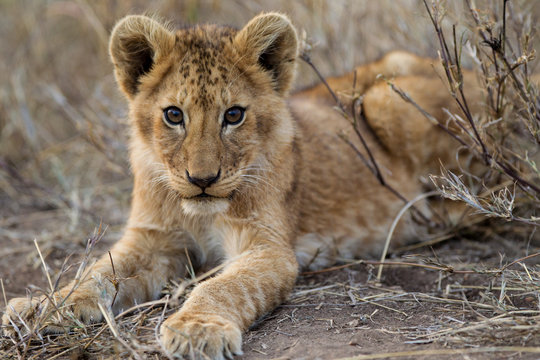 Cuccioli di leone leoncini nel parco nazionale del Serengeti in Tanzania