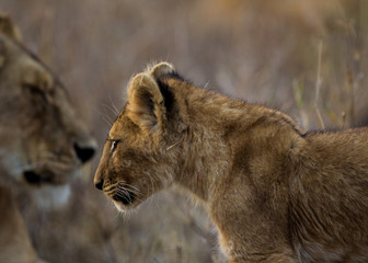 Cuccioli di leone leoncini nel parco nazionale del Serengeti in Tanzania