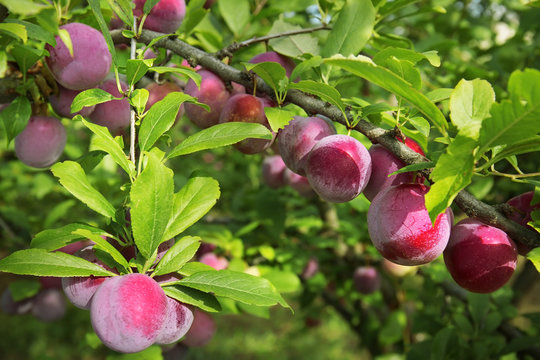 Delicious ripe plums on tree in garden