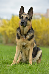 German Shepherd Dog on an Autumnal Background