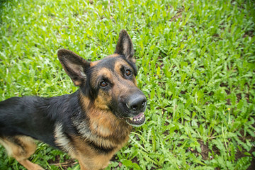 Dog German Shepherd on green grass