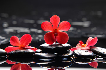 Stillleben mit roter Orchidee mit Therapiesteinen