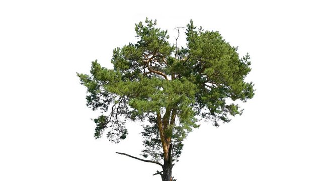 one green tree on white isolated screen background