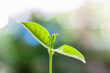 Growing green plant against blurred natural background for nature concept