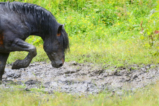 Bereit f&uuml;r ein Schlammbad. Dunkelbrauner Noriker Hengst scharrt im Schlammloch