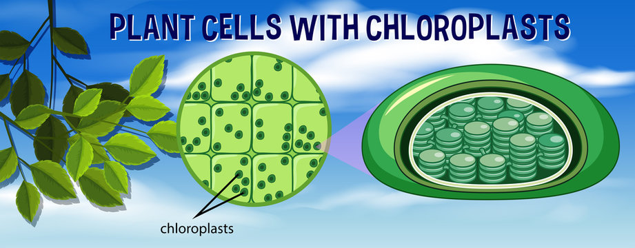 Plant cells with chloroplasts