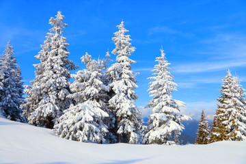 Mountains in a foggy morning and snow covered green Christmas trees. Beautiful winter background. Landscape for leaflets.