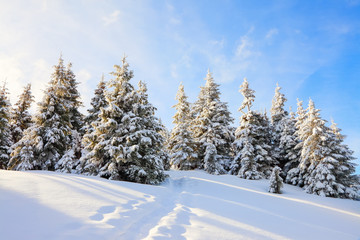 Fototapeta premium Snow covered spruce trees stand in snow swept mountain meadow under a blue winter sky. Cold winter day. Landscape for leaflets.