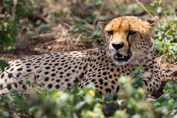 Ghepardo nel parco del Serengeti in Tanzania