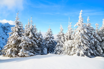Mountains in a foggy morning and snow-covered green Christmas trees. Beautiful winter background.