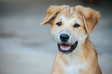 Light brown puppy with clumsily cute look