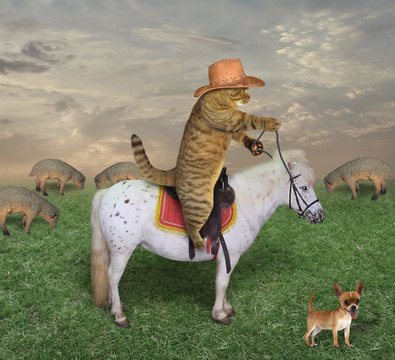 The cat riding a horse grazes its sheep in a meadow.