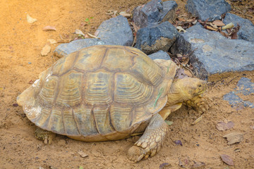 Sulcata tortoise,African spurred tortoise