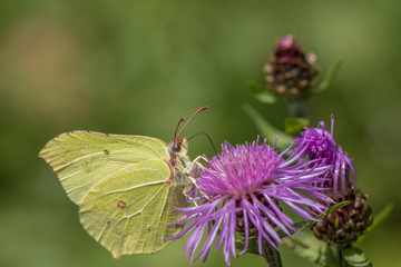 Zitronenfalter sitzt auf lila Blume