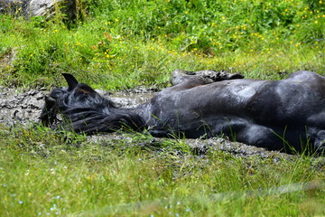 horse in the mud. Mighty blach stallion lying in the mud