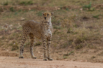 Ghepardo nel parco del Serengeti in Tanzania