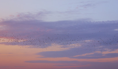 Clouds and birds, gentle clouds at sunset