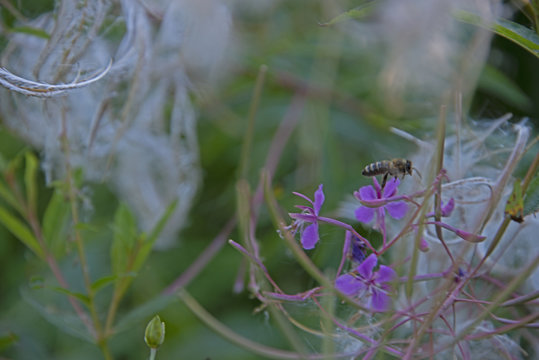 INSECTS - bee on a willow-herb flower