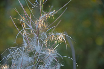 the natural background - Ivan tea blossoms