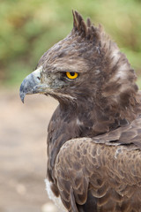 Aquila Marziale Africana Polemaetus bellicosus